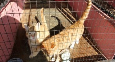 These very friendly ginger cats are also looking for new homes. Photo: Adele Louw (Carletonville and Fochville Herald)