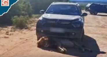 Visitors fear the worst after spotting injured lion in Eastern Cape reserve_feature