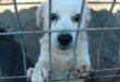 This friendly dog must also be adopted. Photo: Adele Louw (Carletonville and Fochville Herald)