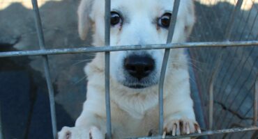 This friendly dog must also be adopted. Photo: Adele Louw (Carletonville and Fochville Herald)