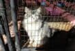 This cat is one of many beautiful pets looking for new homes at the SPCA.