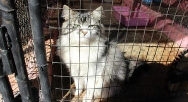 This cat is one of many beautiful pets looking for new homes at the SPCA.