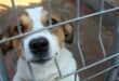 This beautiful and friendly Jack Russel terrier is looking for a loving new home. Photo: Adele Louw (Carletonville and Fochville Herald)
