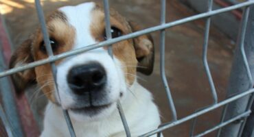 This beautiful and friendly Jack Russel terrier is looking for a loving new home. Photo: Adele Louw (Carletonville and Fochville Herald)