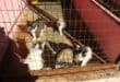 These lovely kittens are some of the animals looking for new homes at the Carletonville SPCA. Photo: Adele Louw (Carletonville and Fochville Herald)