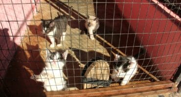 These lovely kittens are some of the animals looking for new homes at the Carletonville SPCA. Photo: Adele Louw (Carletonville and Fochville Herald)