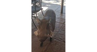 Warthog