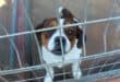 This lovely Jack Russel terrier is one of the dogs looking for new homes. Photo: Adele Louw (Carletonville and Fochville Herald)
