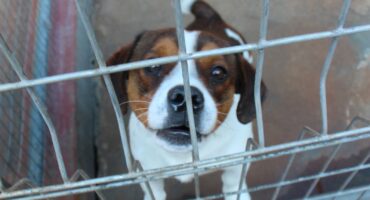 This lovely Jack Russel terrier is one of the dogs looking for new homes. Photo: Adele Louw (Carletonville and Fochville Herald)