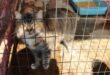 This beautiful cat with gorgeous gold-coloured eyes is one of the pets looking for a new home. Photo: Adele Louw (Carletonville and Fochville Herald)