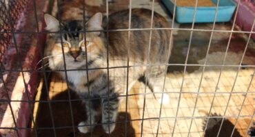 This beautiful cat with gorgeous gold-coloured eyes is one of the pets looking for a new home. Photo: Adele Louw (Carletonville and Fochville Herald)