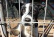 This lovely and lively puppy also needs a new home. Photo: Carletonville and Fochville Herald