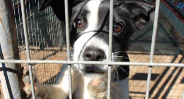 This lovely and lively puppy also needs a new home. Photo: Carletonville and Fochville Herald