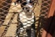This lovely dog is one of the pets looking for a new home.