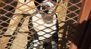This lovely dog is one of the pets looking for a new home.