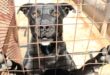 This dog is one of the many pets looking for a new home. Photo: Adele Louw (Carletonville and Fochville Herald)