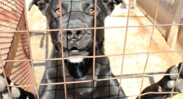 This dog is one of the many pets looking for a new home. Photo: Adele Louw (Carletonville and Fochville Herald)