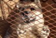This fluffy dog is one of the pets looking for a new home. Photo: Adele Louw (Carletonville and Fochville Herald)