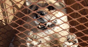 This fluffy dog is one of the pets looking for a new home. Photo: Adele Louw (Carletonville and Fochville Herald)