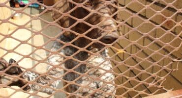 This gorgeous Pointer female is one of the dogs looking for new homes at the Carletonville SPCA. Photo: Adele Louw (Carletonville and Fochville Herald)
