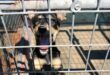 This lovely puppy is one of the many digs looking for a new home. Photo: Adele Louw (Carletonville and Fochville Herald)