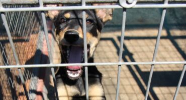 This lovely puppy is one of the many digs looking for a new home. Photo: Adele Louw (Carletonville and Fochville Herald)