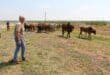 Dawie Pienaar and employees chased the cattle all the way to Fochville. Photo: Adele Louw (Carletonville and Fochville Herald)