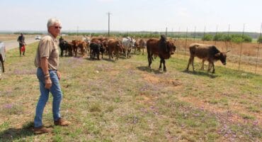 Dawie Pienaar and employees chased the cattle all the way to Fochville. Photo: Adele Louw (Carletonville and Fochville Herald)