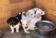 The beautiful puppies are also looking for new homes. Photo: Adele Louw (Carletonville and Fochville Herald)