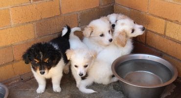 The beautiful puppies are also looking for new homes. Photo: Adele Louw (Carletonville and Fochville Herald)