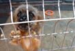 This extremely cute young wirehaired terrier cross is looking for a new home. Photo: Adele Louw (Carletonville Herald)