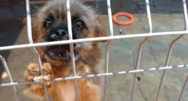 This extremely cute young wirehaired terrier cross is looking for a new home. Photo: Adele Louw (Carletonville Herald)