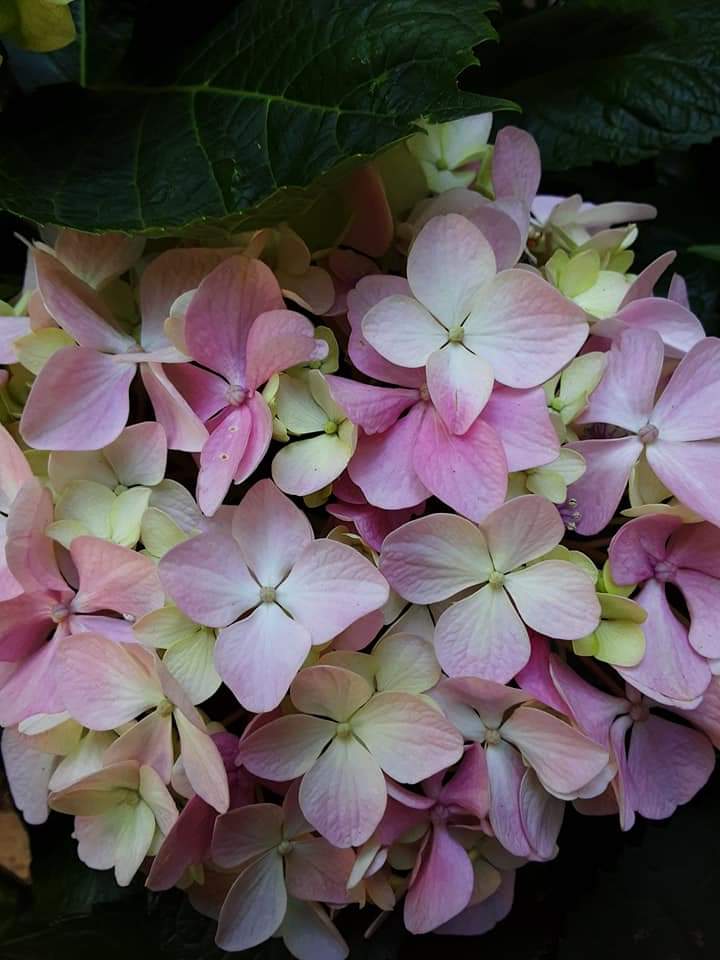 Krismis Roses Tuinpraatjies: Krismisrose - die dorstige dames in jou tuin | Parys Gazette