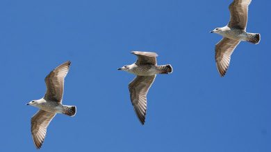 birds