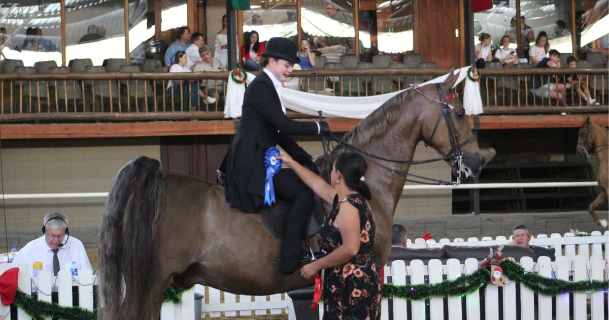 Parys Christmas Festival - Saddle Horse Show in full swing | Parys Gazette