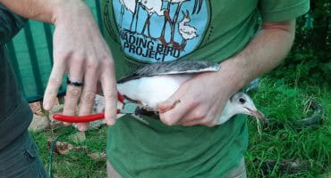 Rescued gulls find new home in Parys