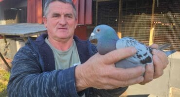 Wedvlugduiwe voltooi seisoen en wys kampioene vir Legends duiweklub in Parys aan.