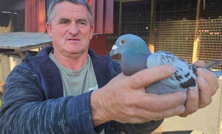 Wedvlugduiwe voltooi seisoen en wys kampioene vir Legends duiweklub in Parys aan.