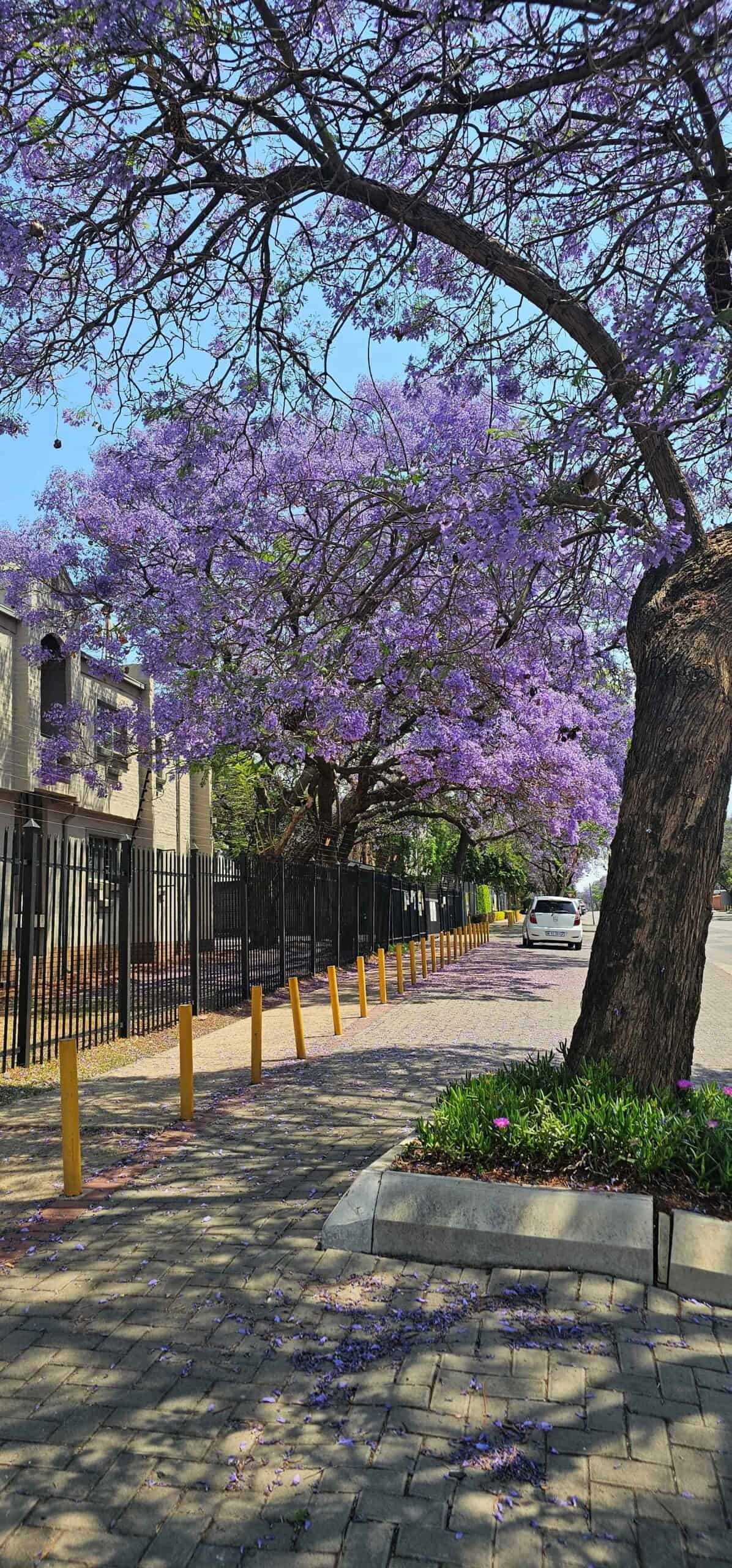 Pretoria se Jakaranda-mooi in blom