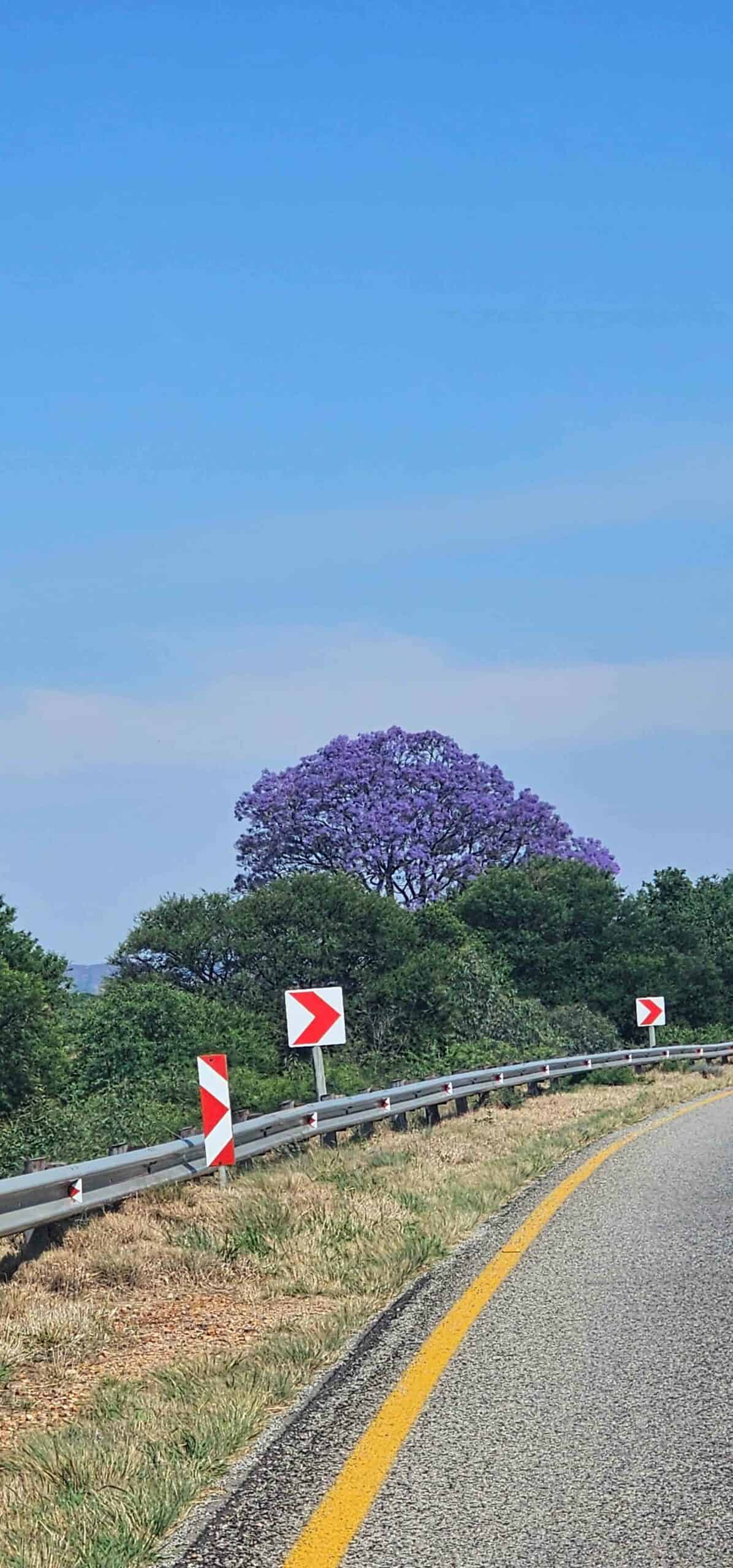 'n Jakarandaboom langs die Parys/Potchefstroom-pad. 