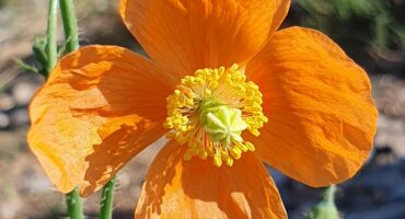 Poppy in vleiland