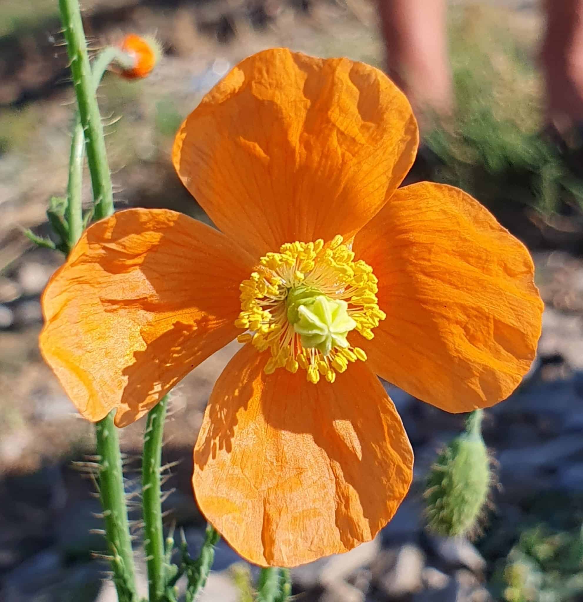 Poppy in vleiland
