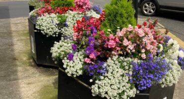 Blombakkie in Engeland