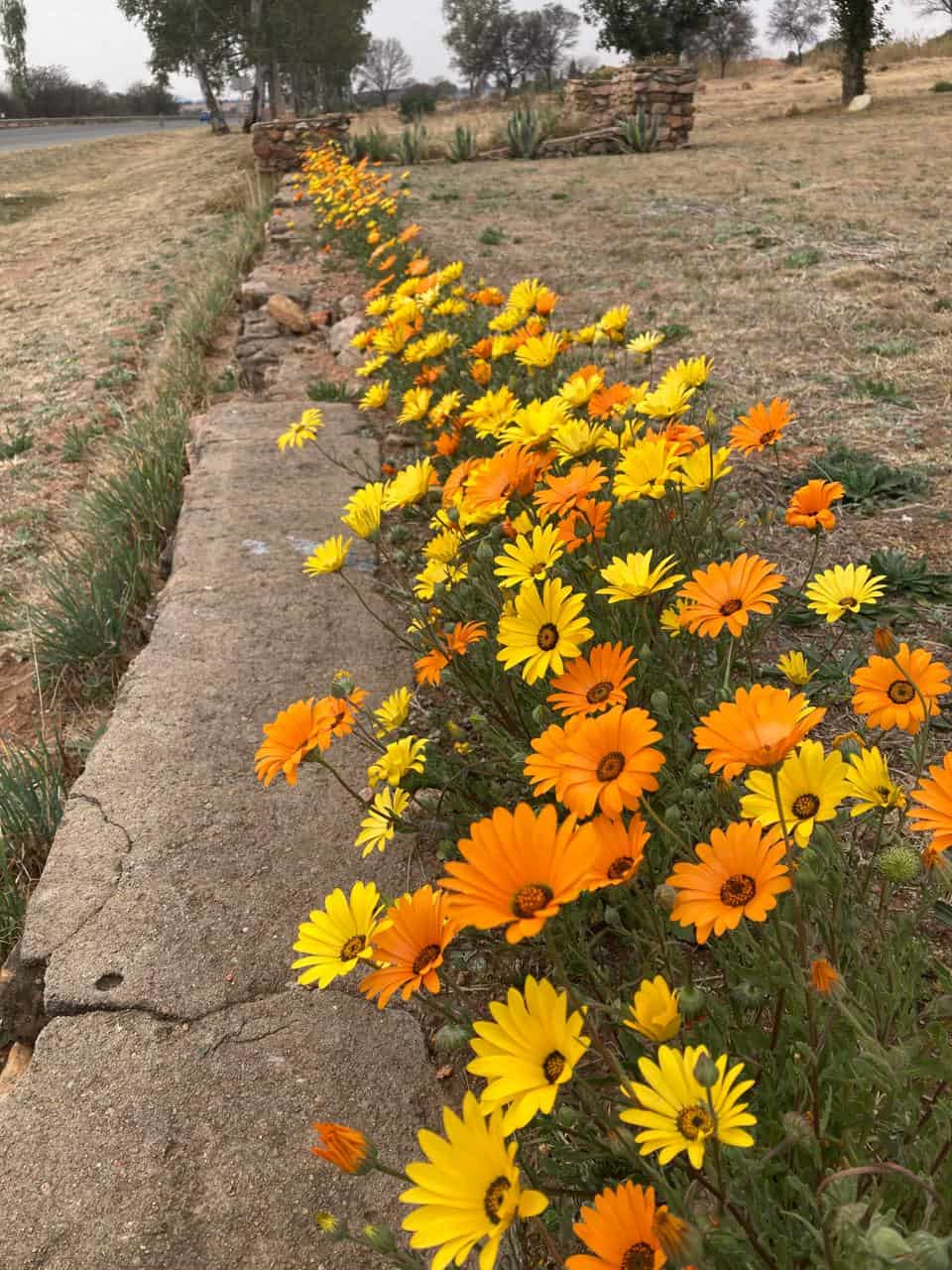 Blomme in Parys se hoofstraat