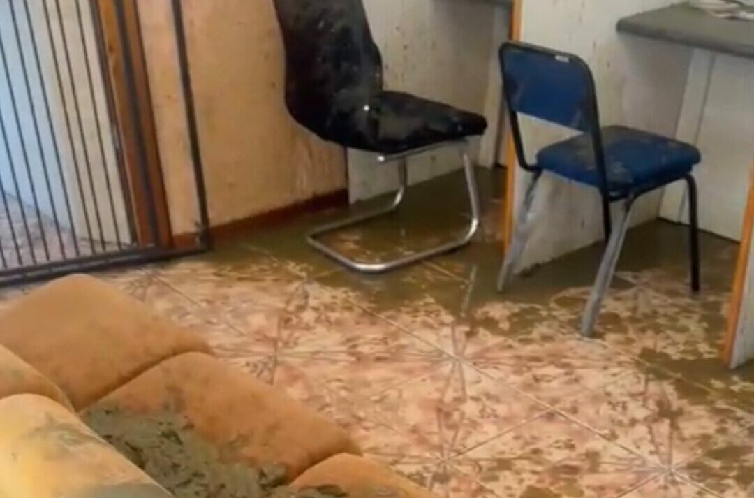 Feces in municipal office