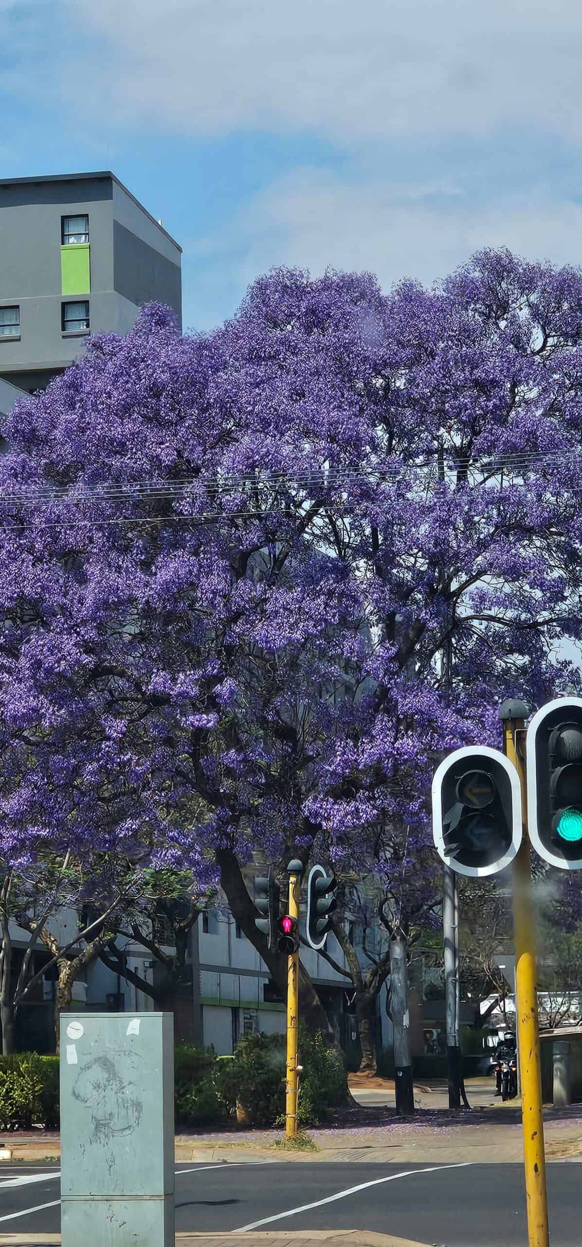 Pretoria se Jakarandas in blom. 