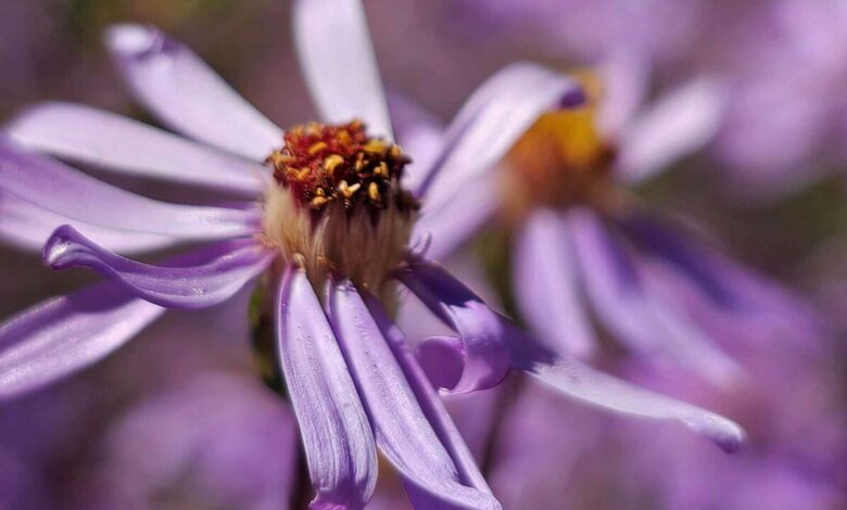 Foto ter illustrasie vir Tuindag