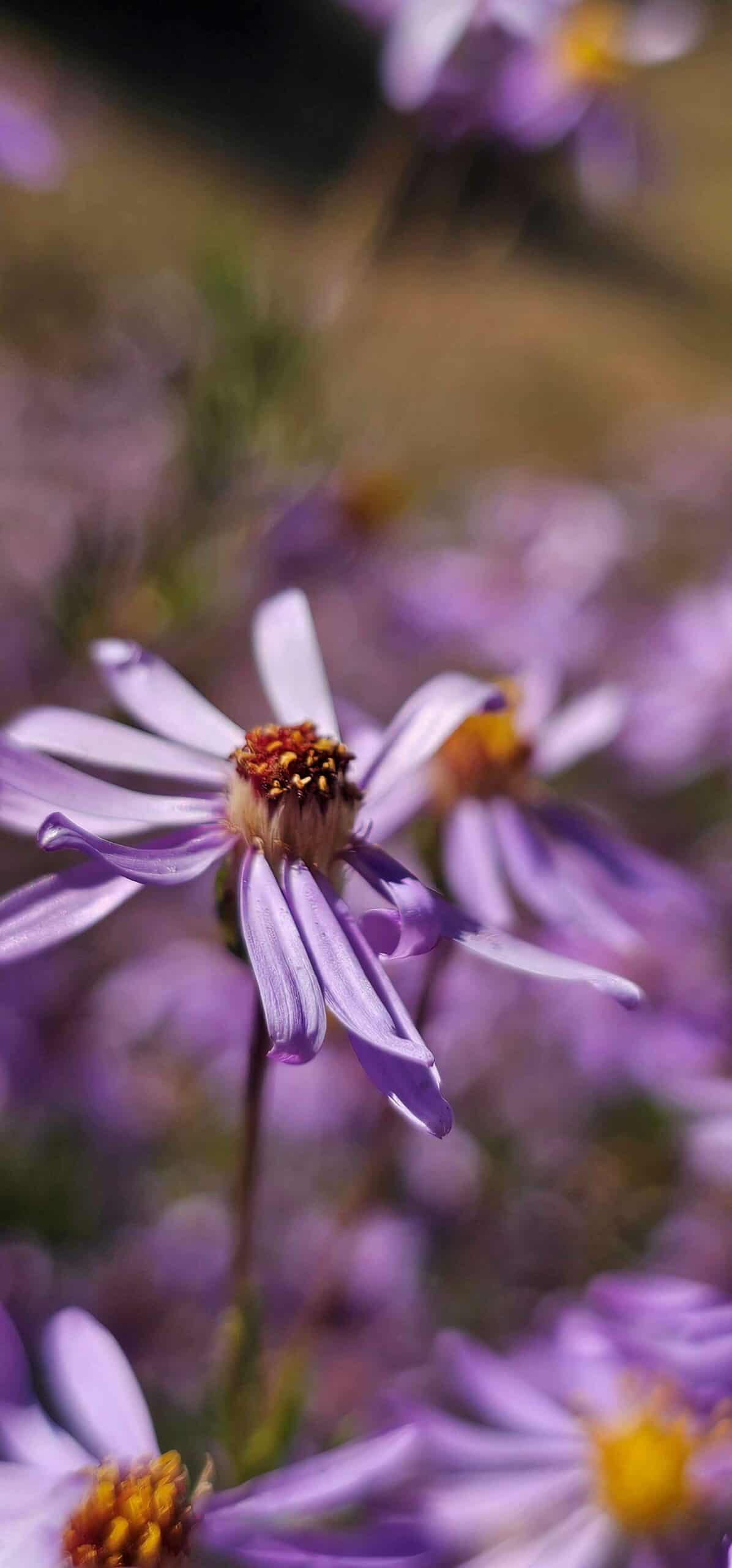 Foto ter illustrasie vir Tuindag