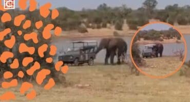 Tow 'trunk' saves the day as safari vehicle gets stuck