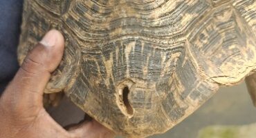 Die gat wat in die skilpad se dop geboor is kan hier duidelik gesien word.